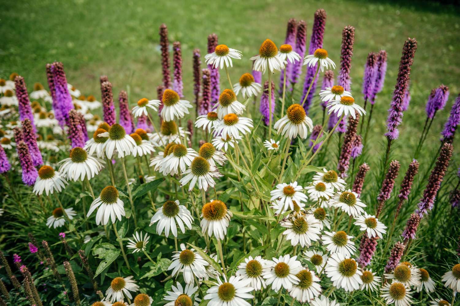 Roter Sonnenhut ‘White Swan’